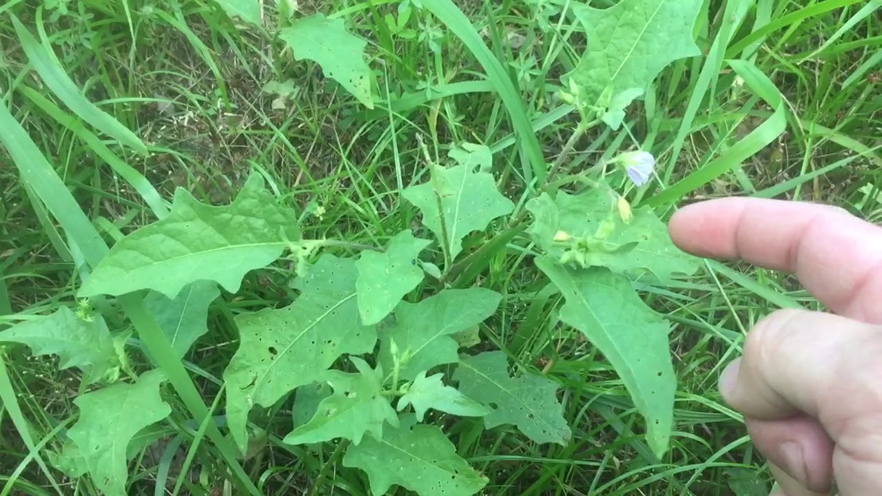 Horse nettle - poisonous plant