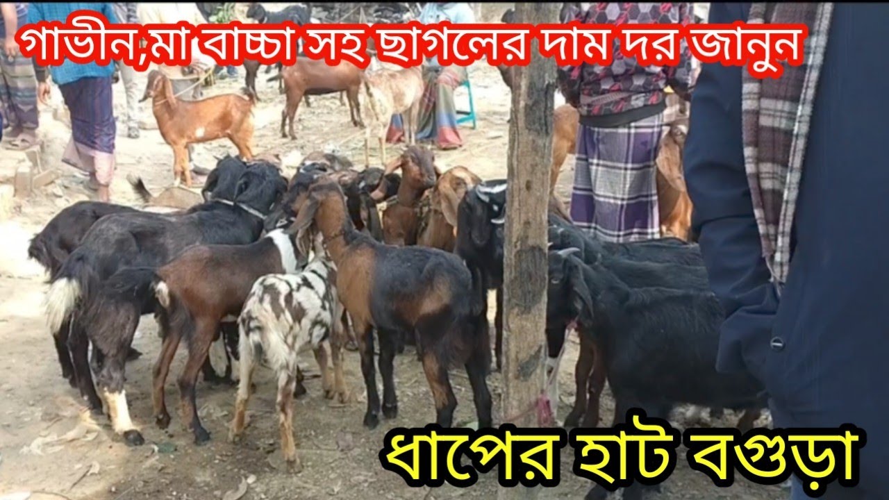খামার উপযোগী গাভিন ছাগল ও মা বাচ্চা সহ বিভিন্ন জাতের ছাগলের দাম দর জানুন||ধাপের হাট বগুড়া|ছাগলের দাম