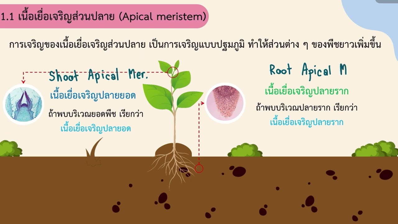 เนื้อเยื่อพืช (Plant tissue) ม.5