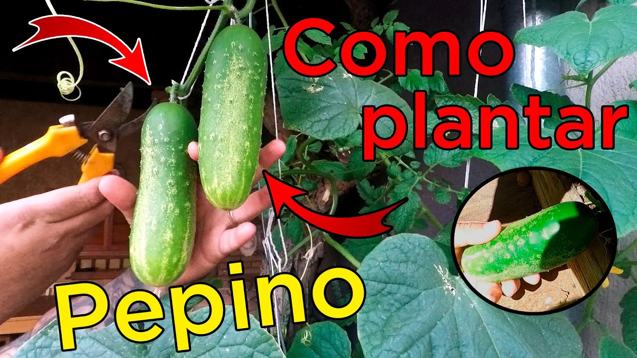Como Plantar e Cultivar Pepino Orgânico Em Casa