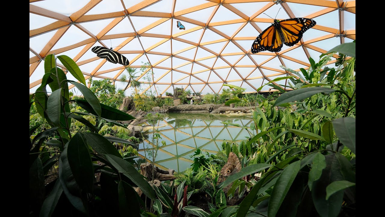 Kijkje in Amazonica: het mooiste vlinderparadijs van Europa in Diergaarde Blijdorp Rotterdam