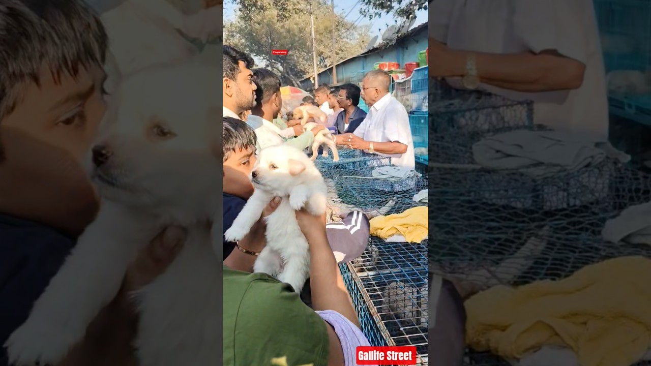 Pet Market Kolkata 😍/lowest price puppy dog/Gallif Street dogs #shorts #viral #dog #dogs #doglover