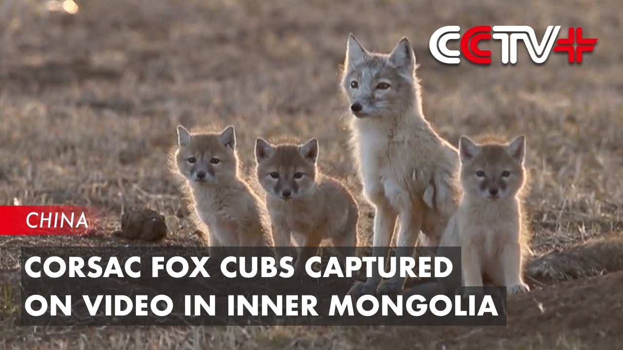 Playful Corsac Fox Cubs Captured on Video in Inner Mongolia