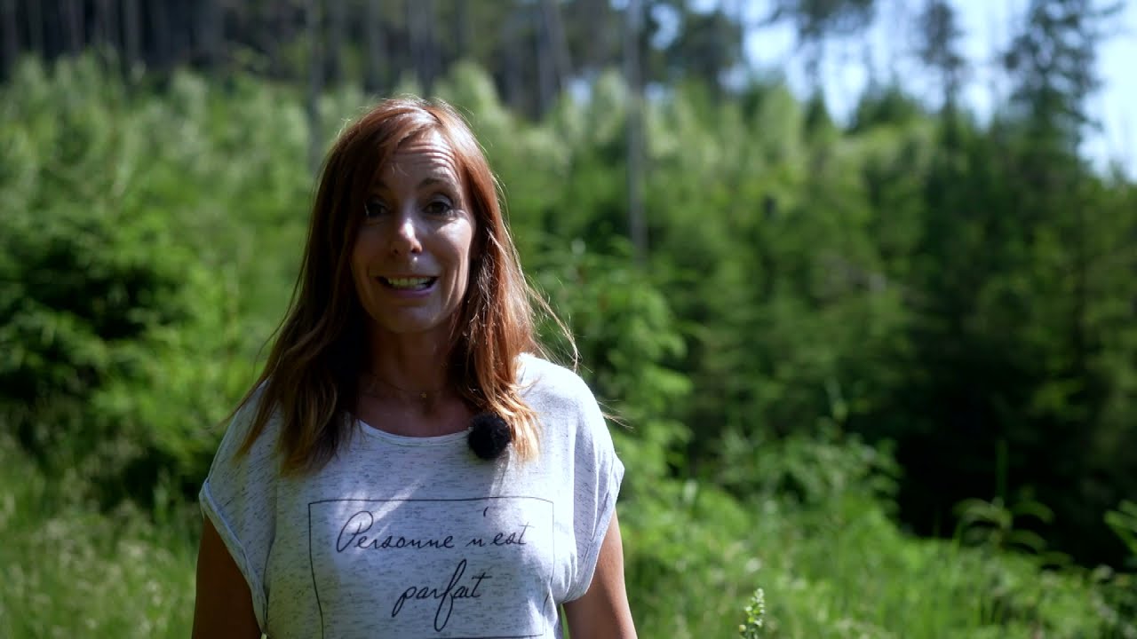 Die große Chance für die Natur - das Waldsterben in der Sächsischen Schweiz