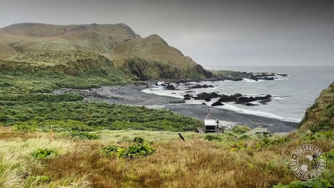 Macquarie Island pest eradication success