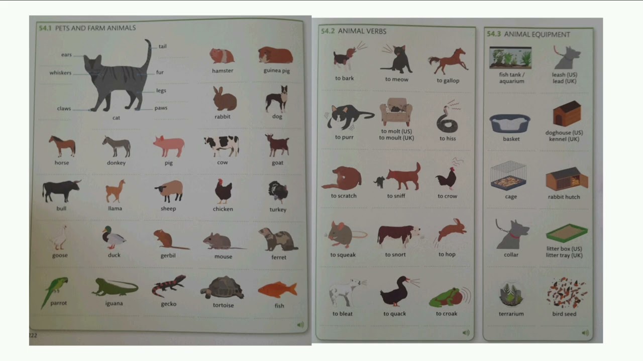 ENGLISH VOCABULARY BUILDER LEARN PETS AND FARM ANIMALS VOCABULARY KIDS 