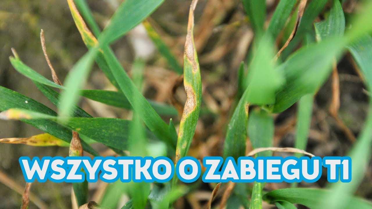 Znaczenie zabiegu T1 w uprawie zbóż.
