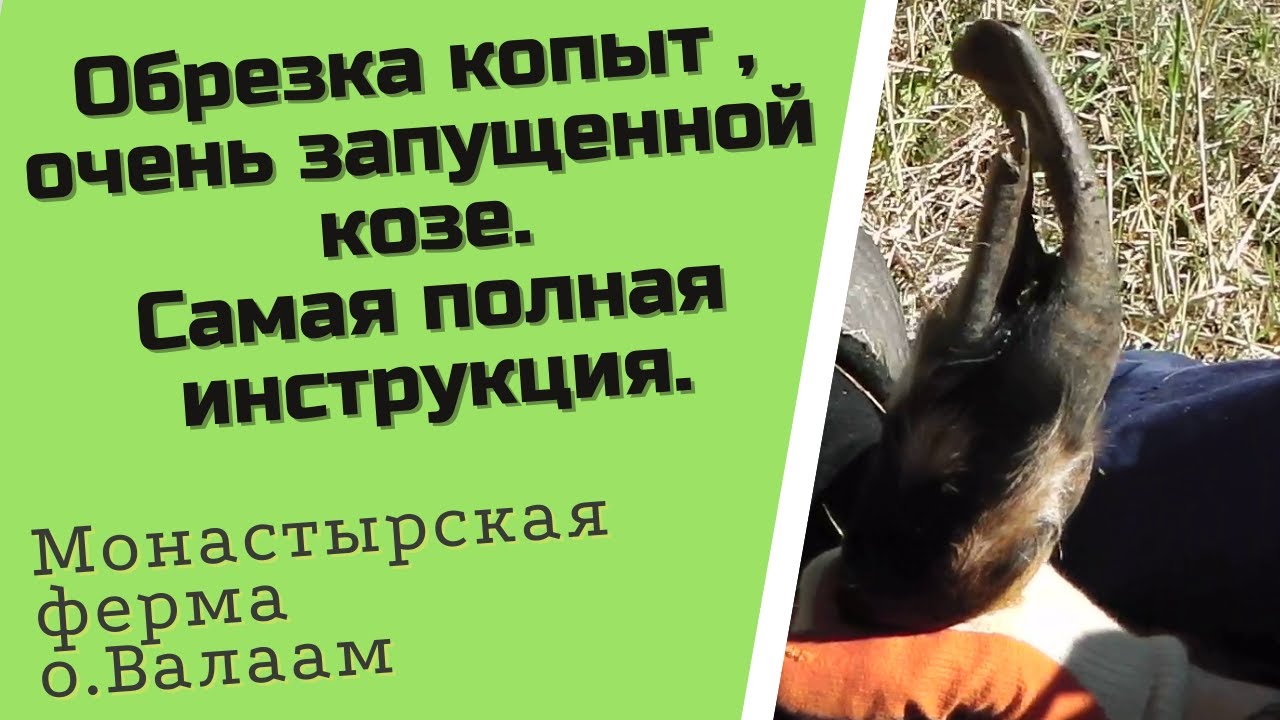 Обрезаем копыта козе