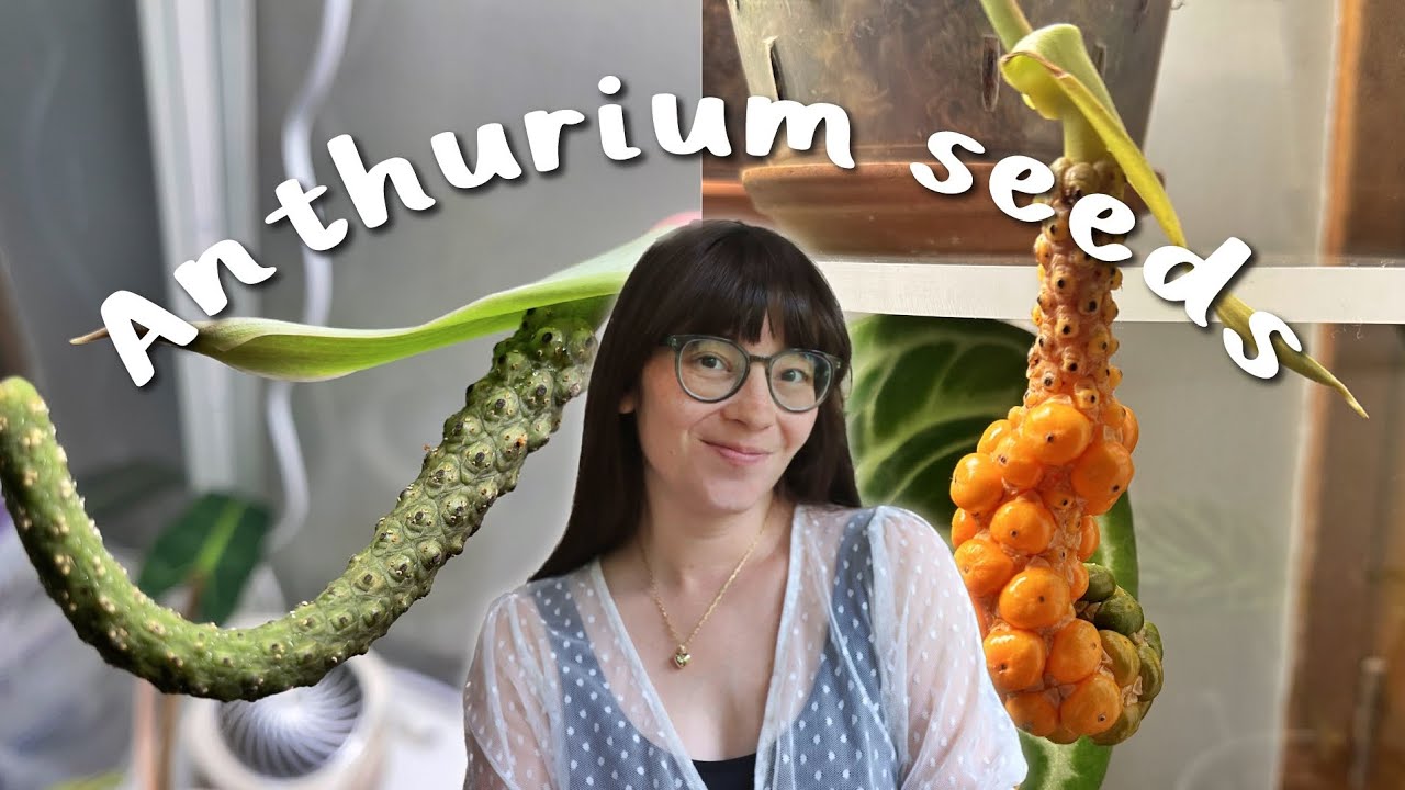 how I SUCCESSFULLY pollinated my Anthurium and got TONS of seeds!
