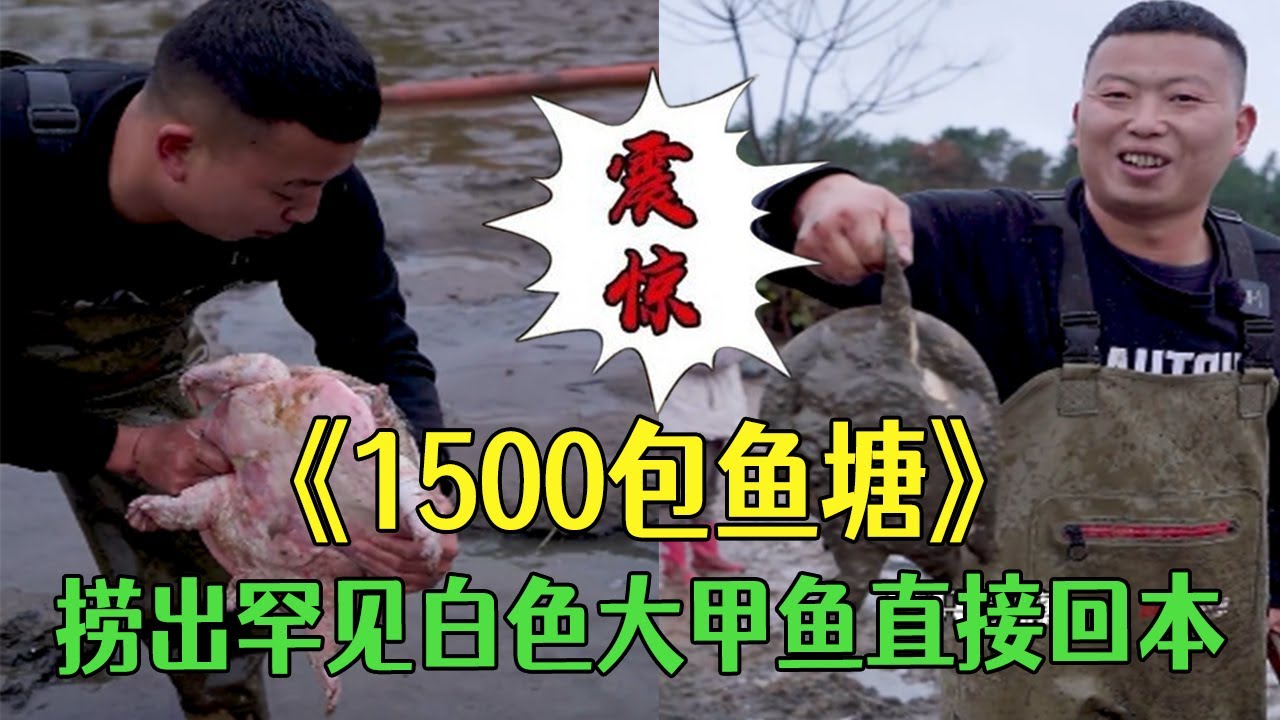 1500包塘血賺！撈出罕見白色大甲魚老板都眼紅，直接回本#小飛哥#包塘   #三農 #抓魚 #戶外