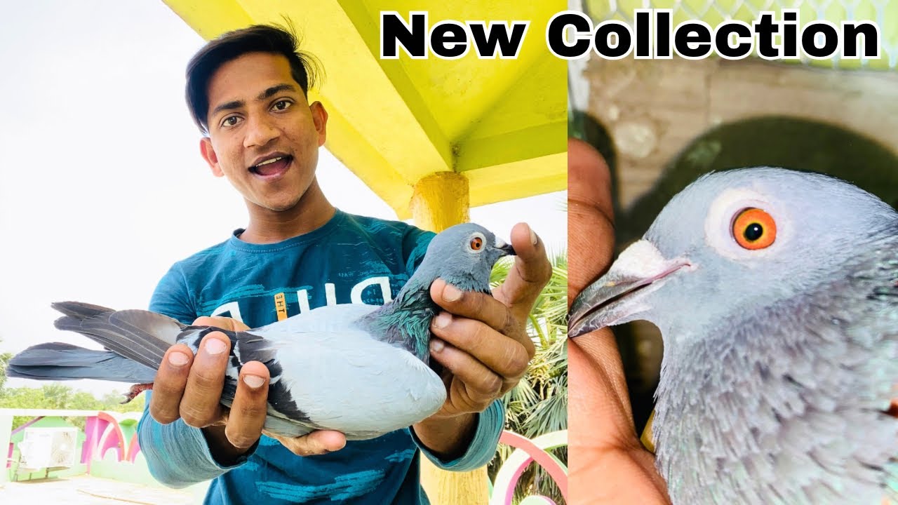 Big Madrasi My New Pigeon Collection 😍 Pigeon video | kabootar video | kabutar sale video | flying