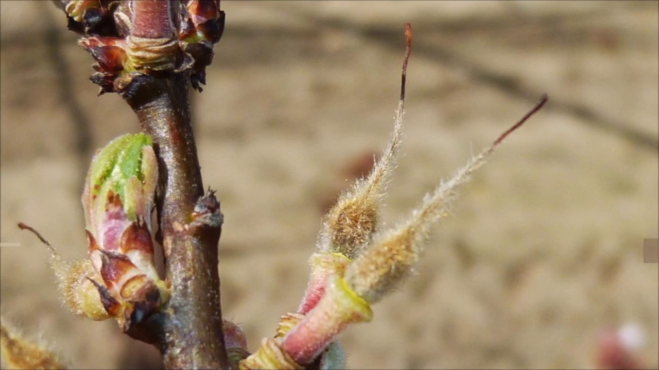 CONTROLLO GELATE DELLE FRUTTIFERE. IL GELO CHE PROTEGGE DAL GELO