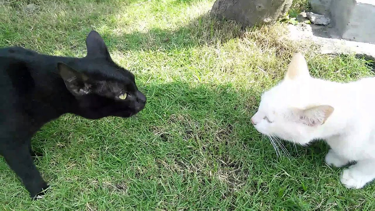 Cats Up Close: Stare Down between black cat and white cat