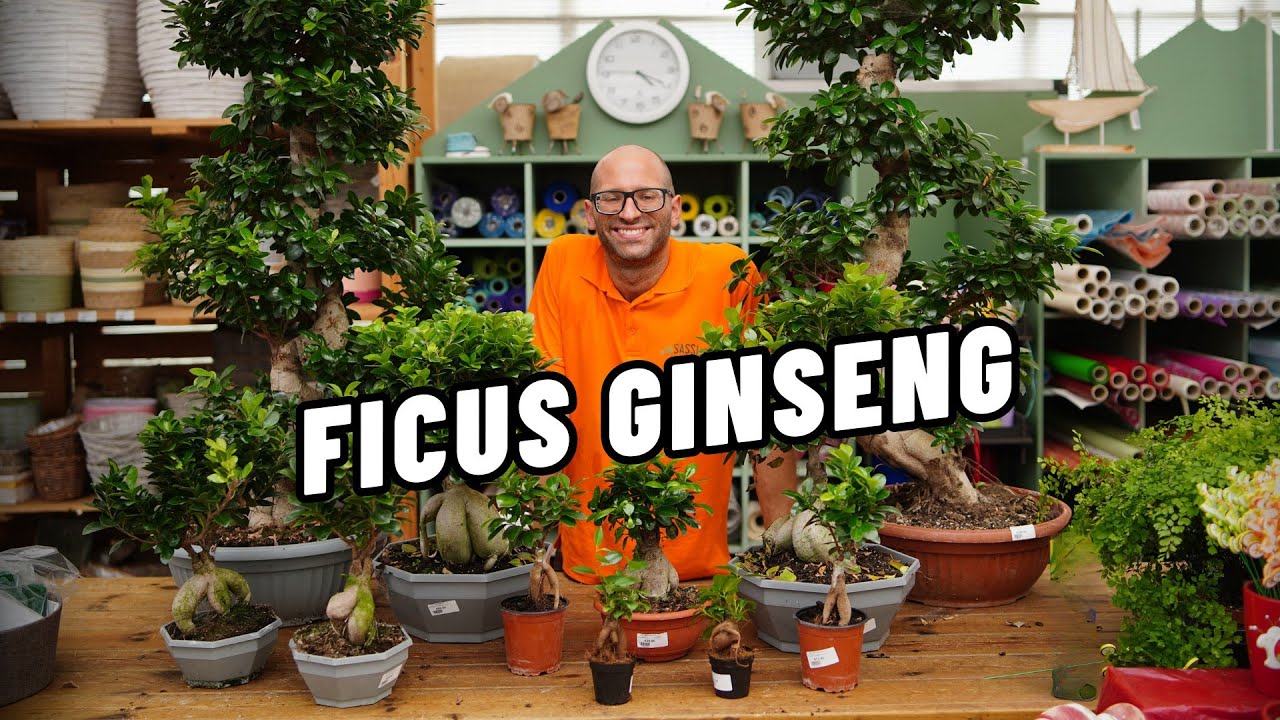 Ficus Ginseng: come si cura il 