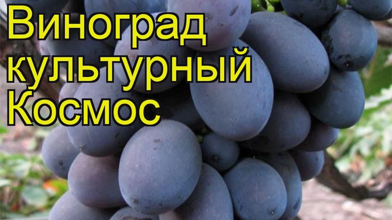 Виноград культурный Космос. Краткий обзор, описание характеристик, где купить саженцы Kosmos