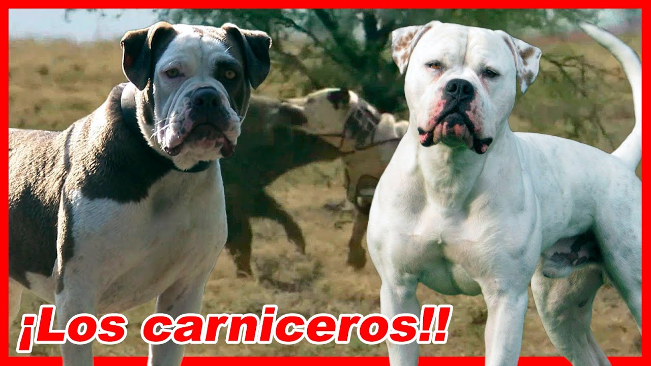 Conozca los 9 BULLDOG más LETALES del planeta