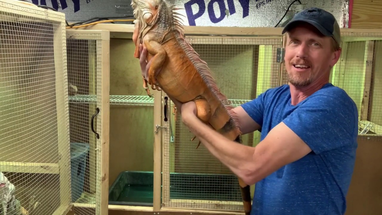 Iguana breeding behavior and some things to do to help them.