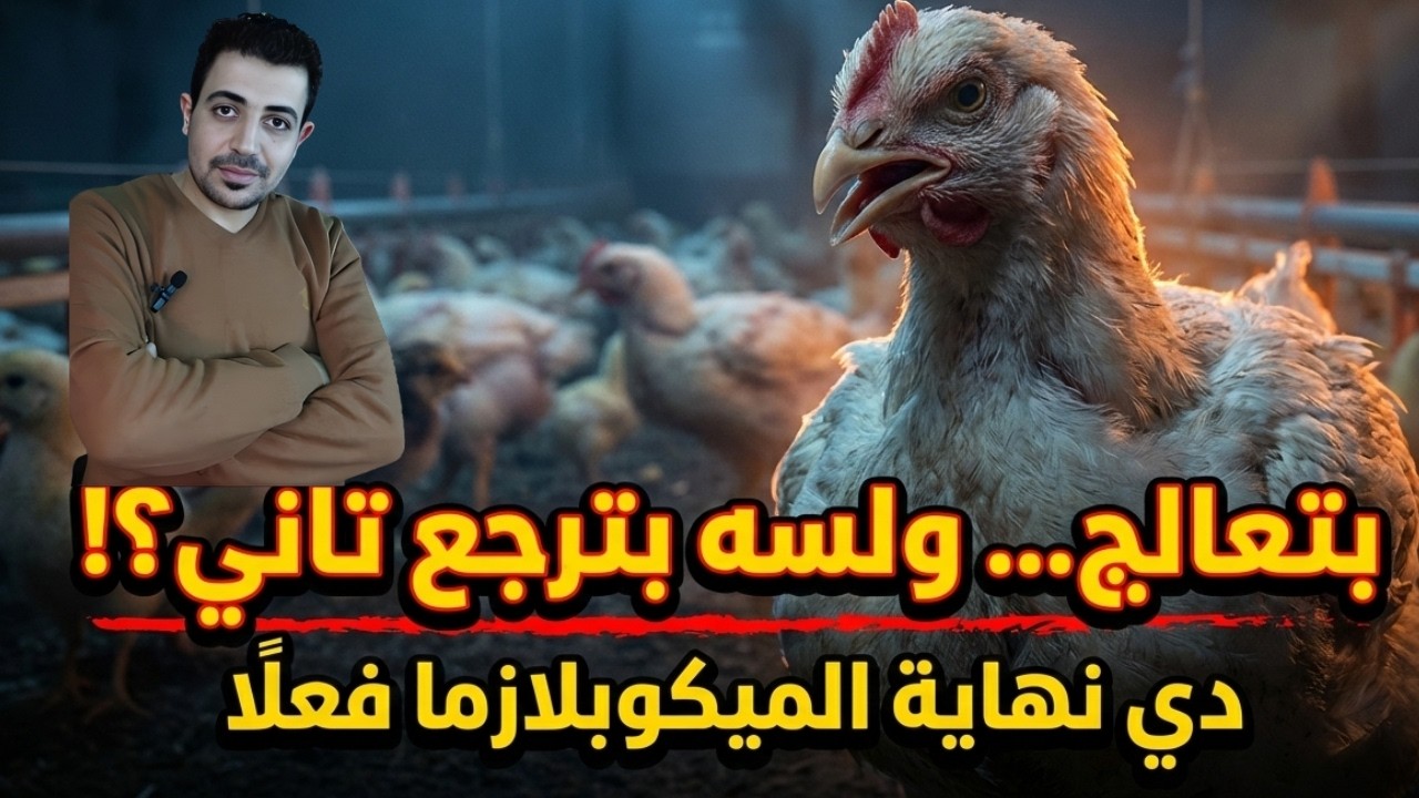 🔥 نهاية الميكوبلازما في فراخ التسمين | التشخيص ومراحل المرض والعلاج النهائي مع الدكتور / أحمد ناجى