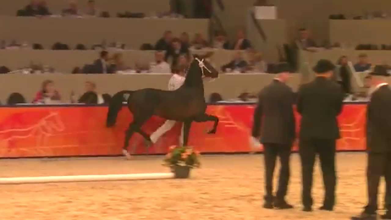 Stallion selection Round II 2015