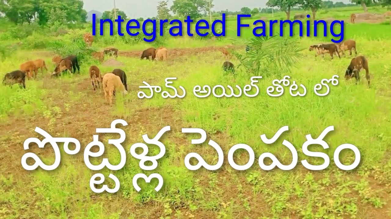 Integrated Palm Oil and Sheep Farming | పామ్ అయిల్ తోటలో పొట్టేళ్ల పెంపకం | Sheep Farming