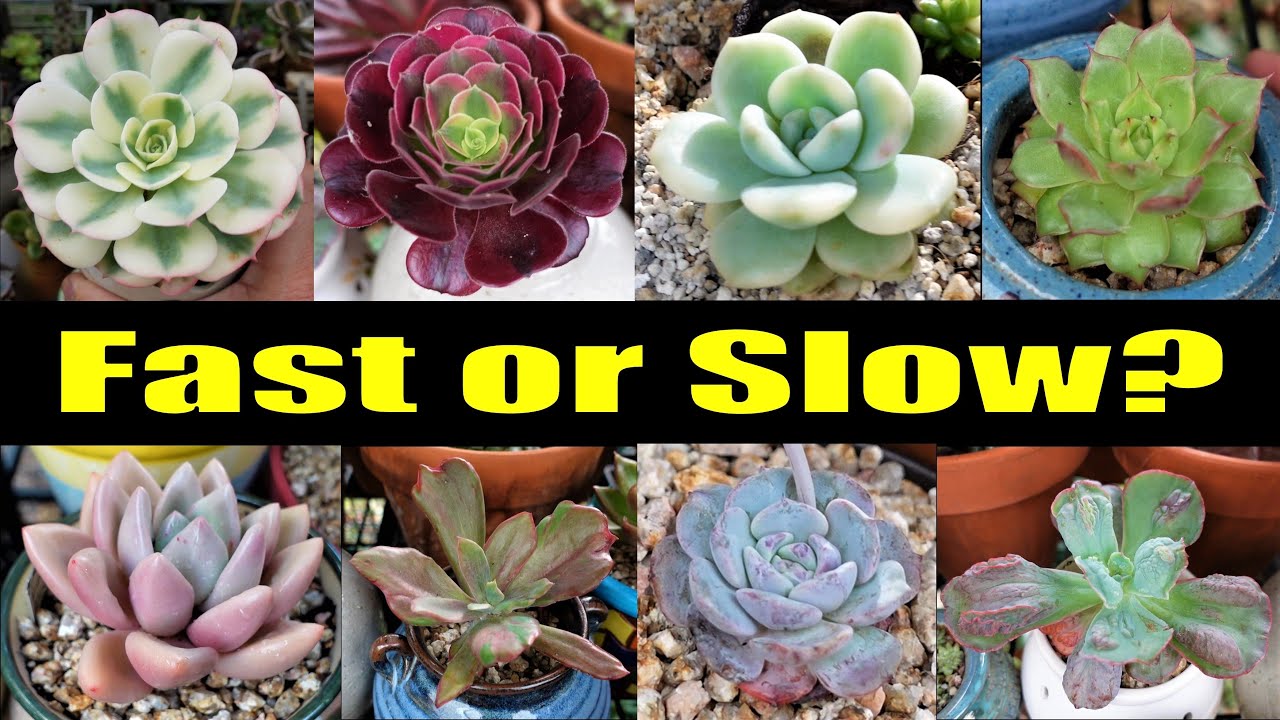 How Fast Do These Succulents Grow | 17 Free Plant Haul Layna Le Collection UPDATE