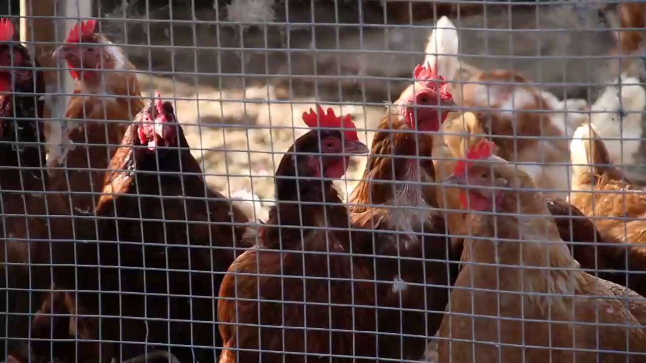 Free Permaculture Design Course Part 20 Birds and bees in Zone 2 Animals