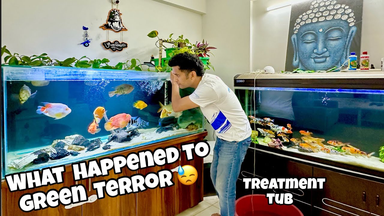 *What happened to my Green Terror Fish ? * :( | Indian Aqua Boy03 Vlog
