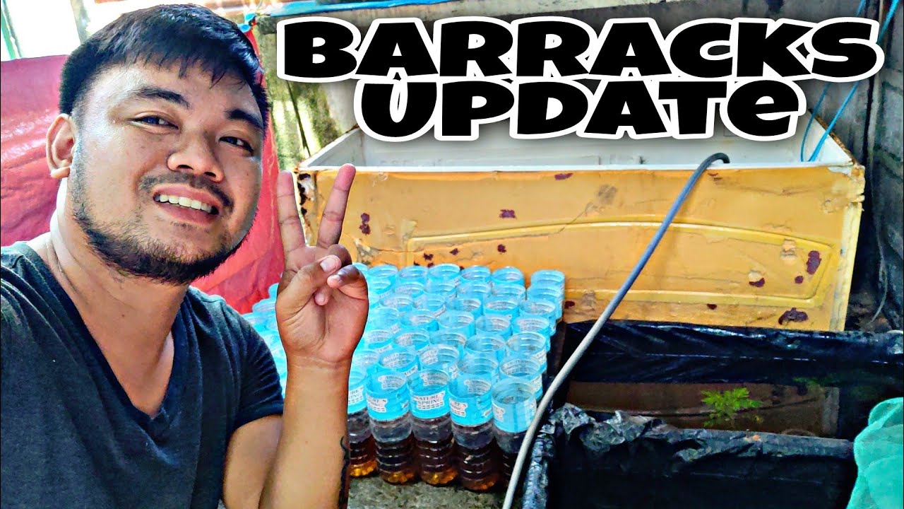 2,500 NALANG ANG 30PCS NA BETTA FISH