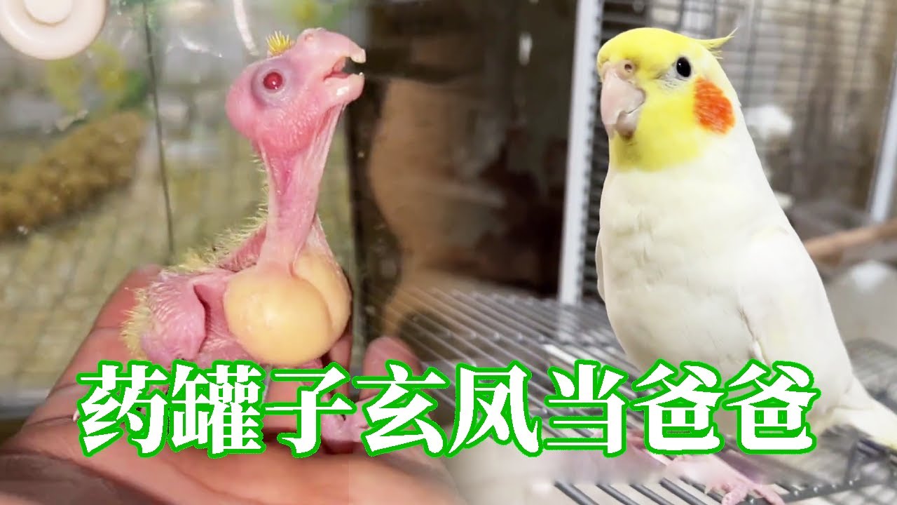去年救下的药罐子玄凤，如今快要当爸爸了，真棒！【一只小皮皮呀】