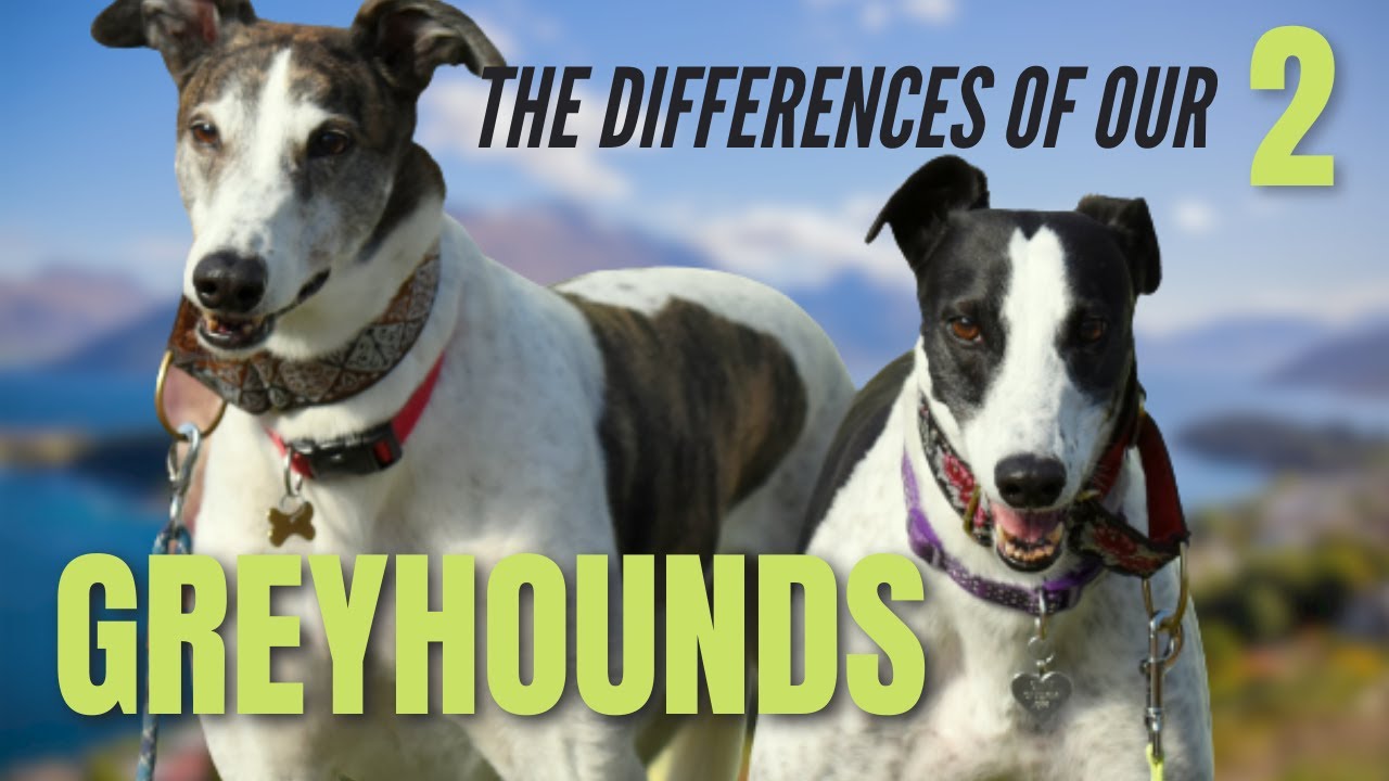 The differences between our 2 Greyhounds