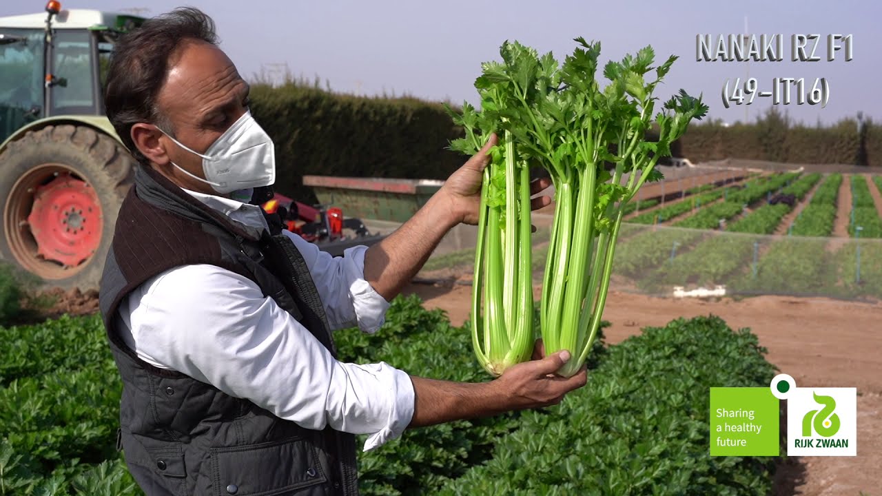 ¿Quieres conocer los innovadores conceptos que propone Rijk Zwaan en el cultivo de apio?