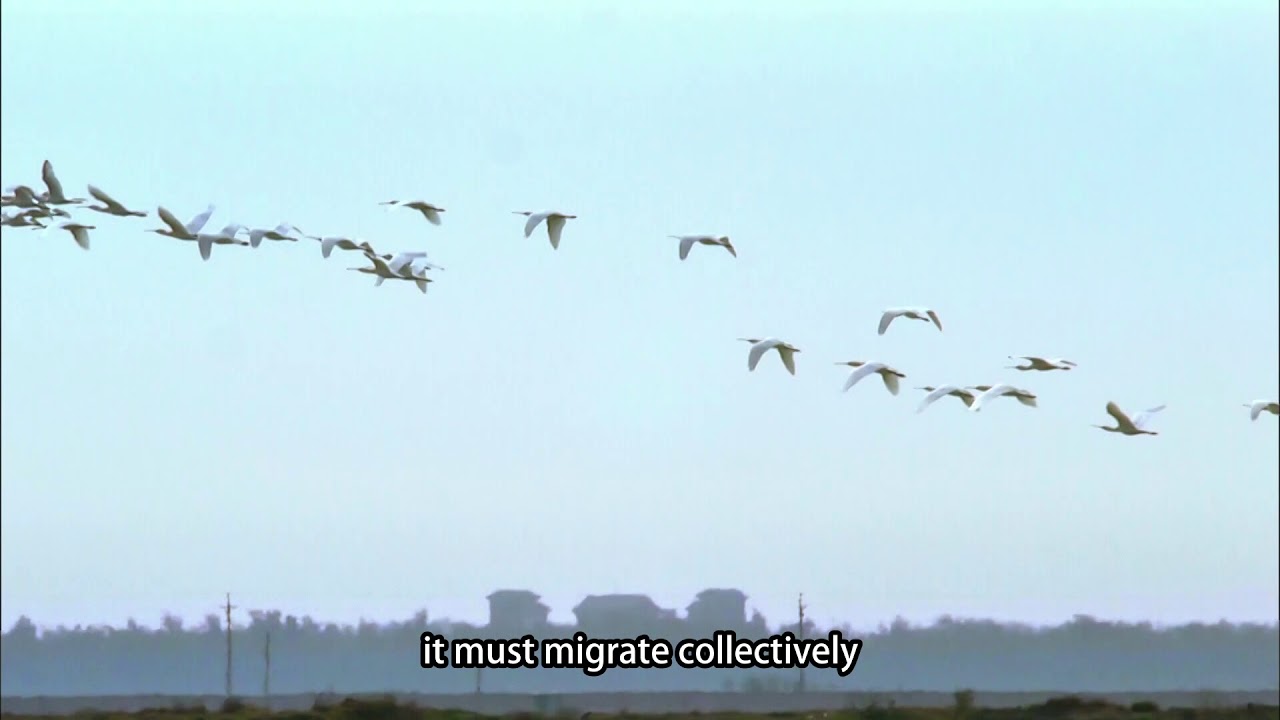 【Taijiang】The Passenger in the Wind - the Black-faced Spoonbill (3mins ver.)