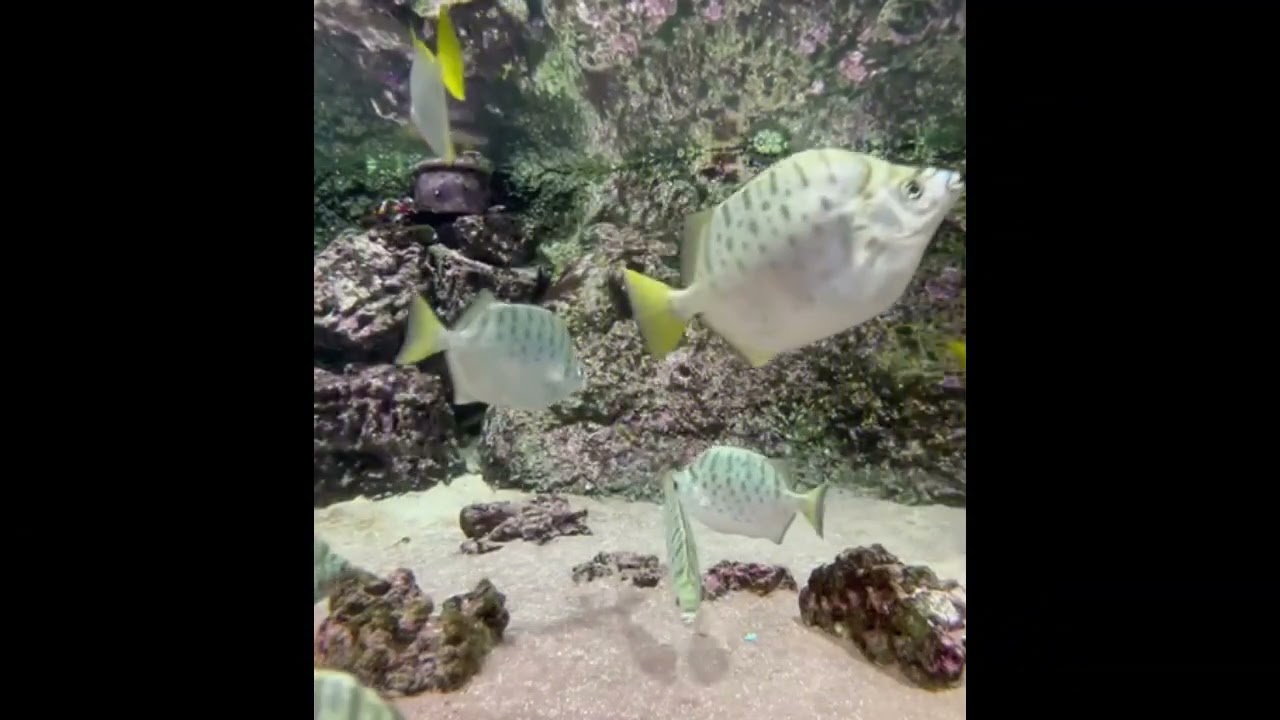 The Underwater World and ItsInhabitants.