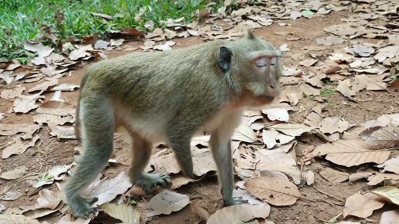 Baby monkeys group Oreo and baby Mesell, Monkey sitting on the ground drawing
