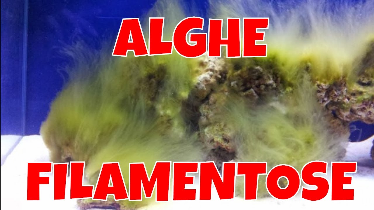 Alghe Acquario Marino - alghe filamentose verdi