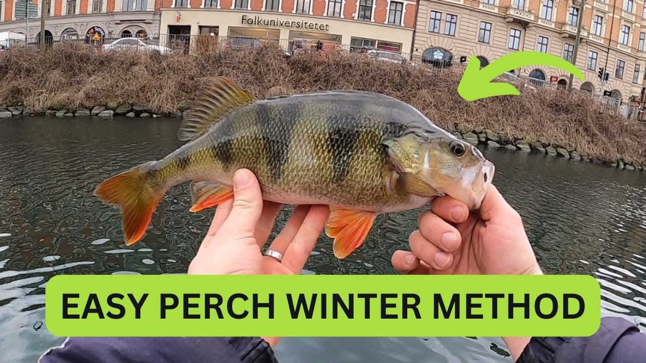 Easiest way to catch perch in winter