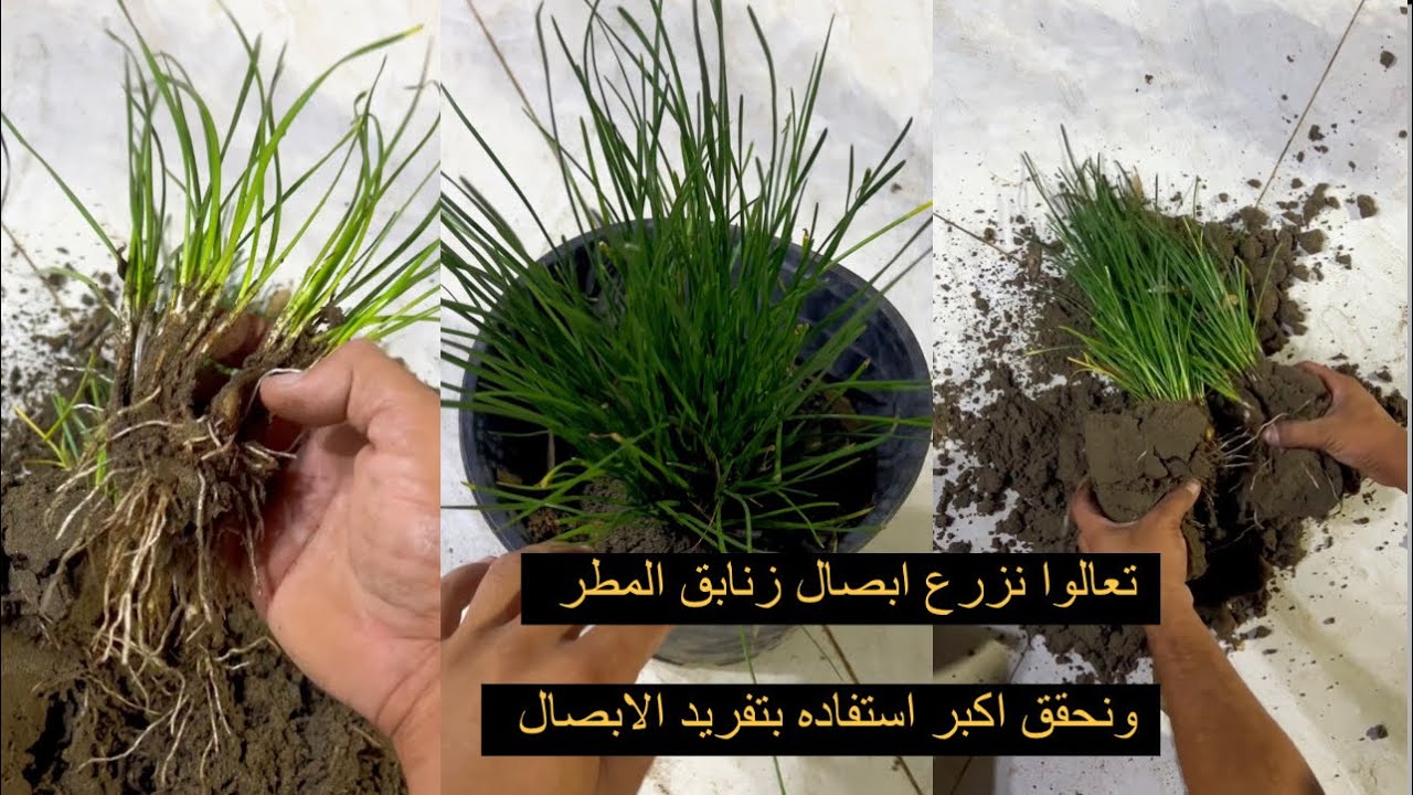 زراعة ابصال زنابق المطر تعالوا نحقق اكبر استفاده من شتله وحده نعمل اكثر من عشر شتلات
