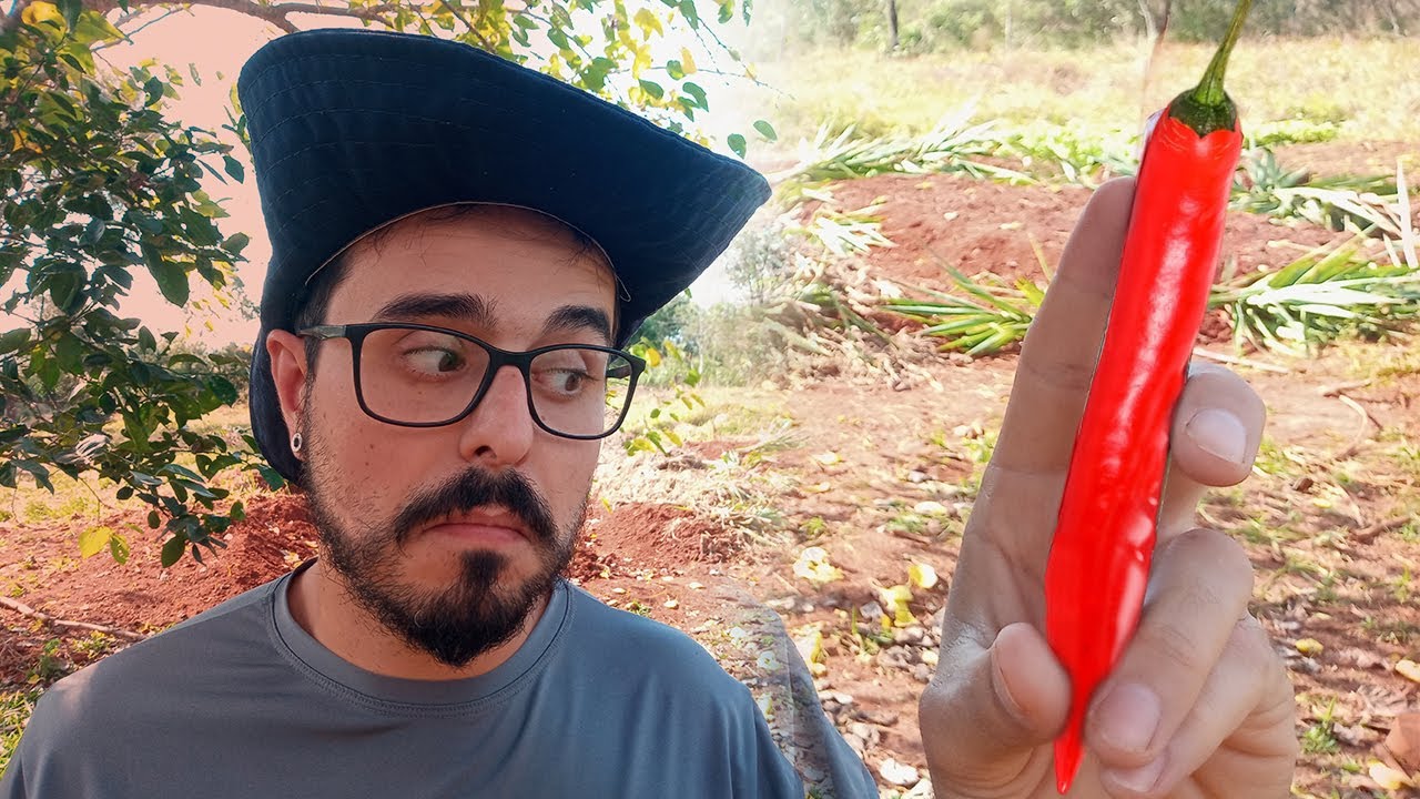 Pimenta Dedo-de-Moça como plantar?| Rancho Emilio Pinto 0025