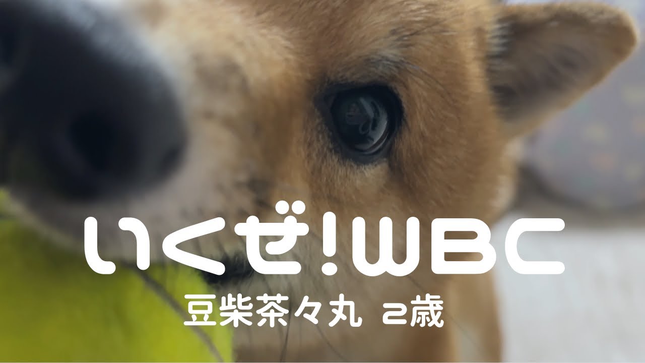 【豆柴 茶々丸 2歳】WBC開幕の日にトレーニングを始める柴犬