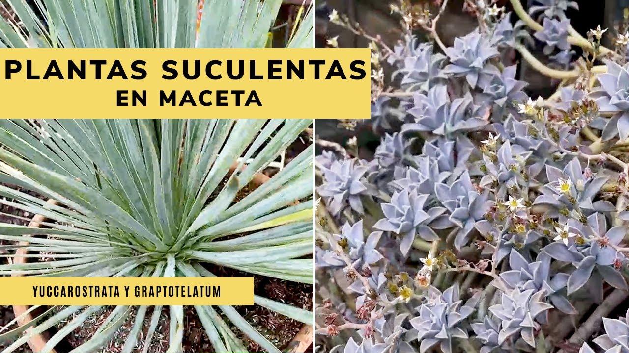 YUCCA ROSTRATA y GRAPTOTELATUM 🌿​ Combinación de PLANTAS SUCULENTAS en maceta 🌵​ Jardinatis ​​