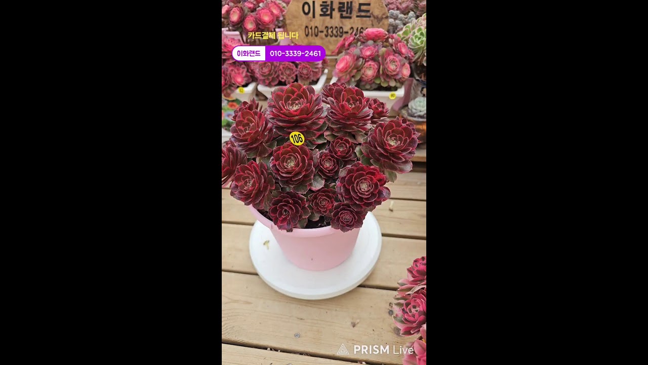 다남다육 (이화랜드) 라이브 스트리밍 중010-3339-2461문자주세요. 인천계양구이화동258-1