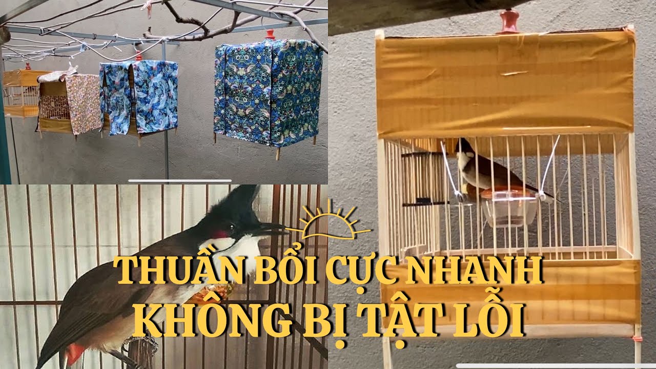 Thuần Chào Mào Bổi Nhanh, Không Bị Tật Lỗi, Chọn Lồng Bố Trí Cầu Đúng Cách Nhất 2024