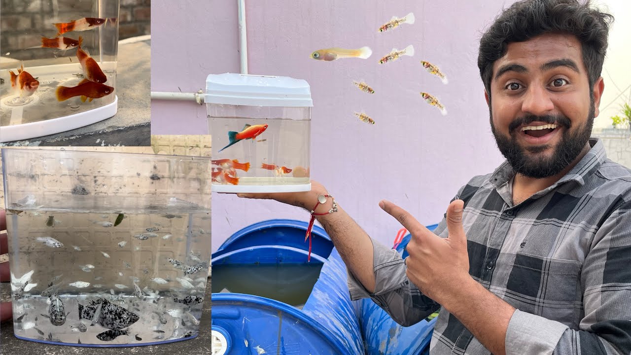 Marble Molly & Swordtail Fish Result 😱 #fish