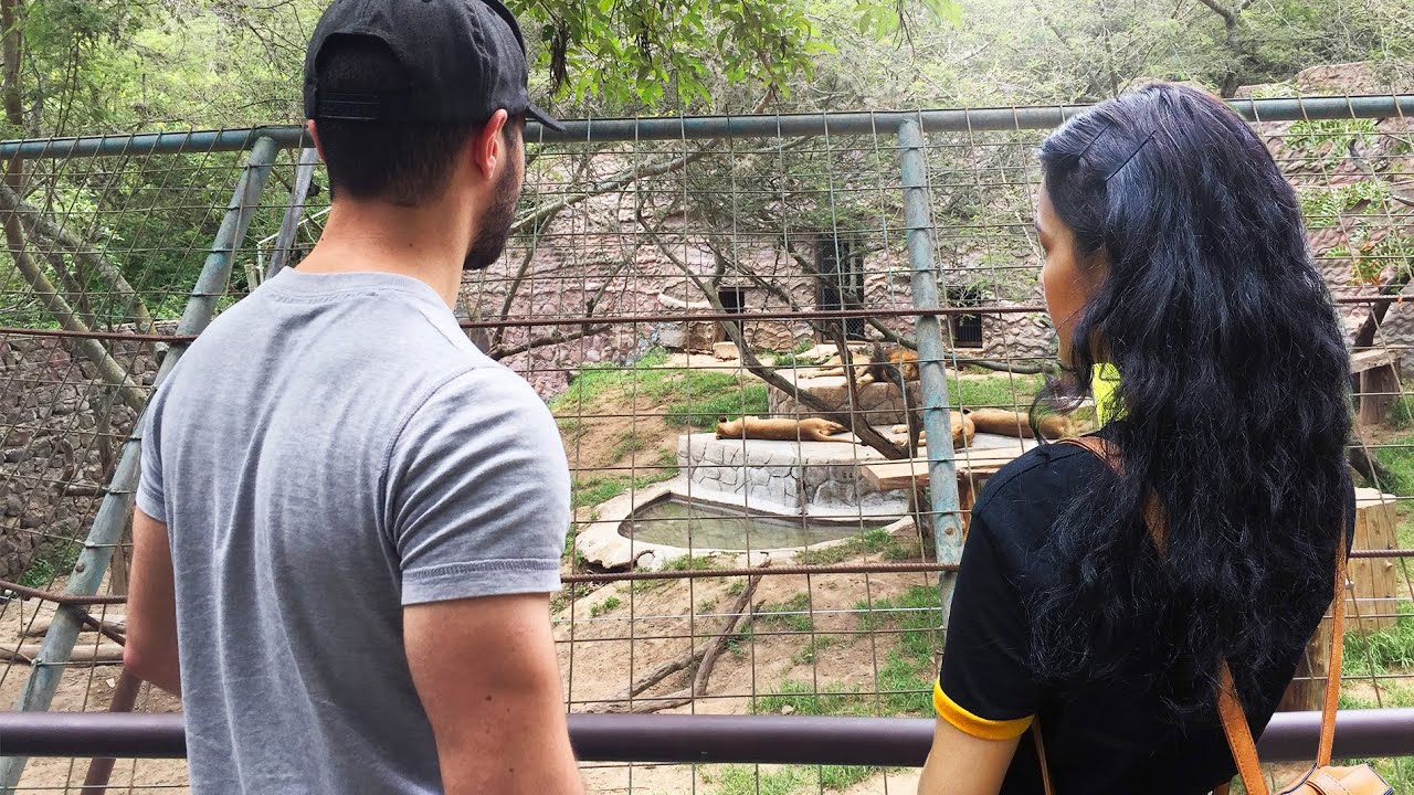 Vimos Leones, Jaguar y Pumas |  Zoológico Quito Parte 2