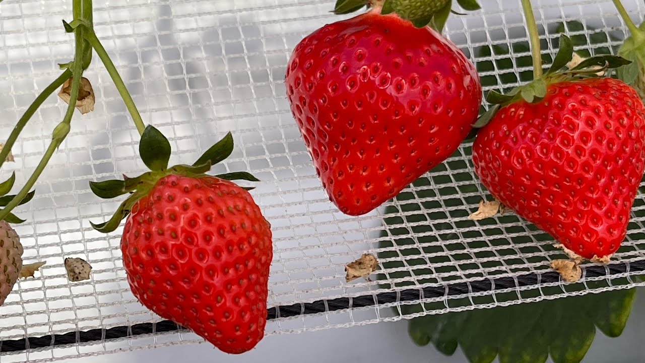 ไม่เบื่อก็ดูกันไปยาวๆ#ep18#สายพันธุ์ที่ปีนี้คงวิ่ง ใส่🍓🍓🍓