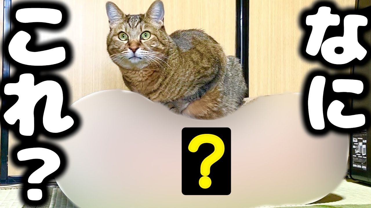 【クリスマス】トラに届いたプレゼントが凄すぎた(°_°)！