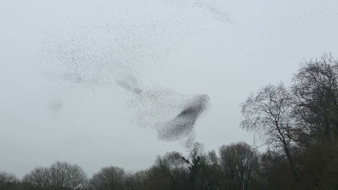 Starling murmration what a display @ham wall  #rspb the murmration  never let's you down 