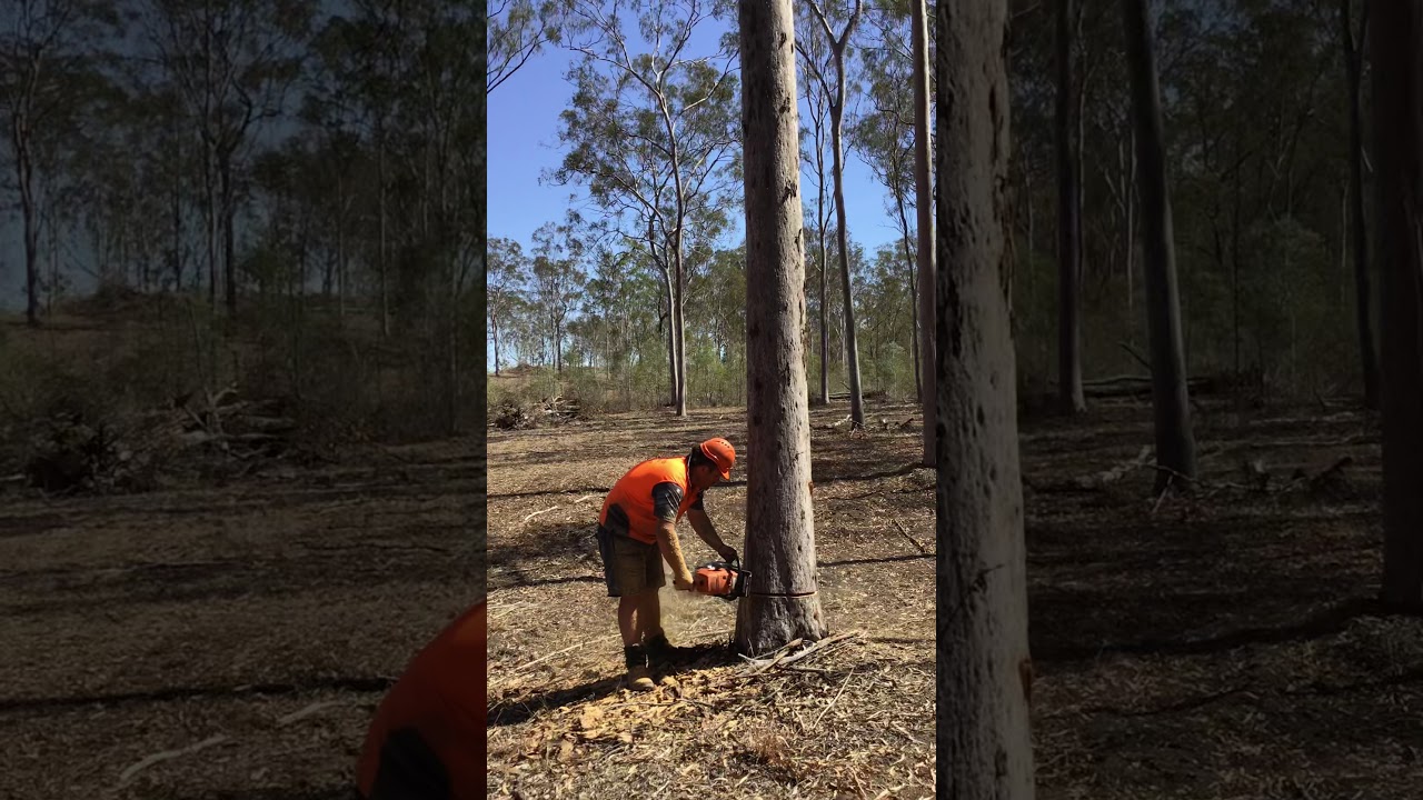 B&H Ward Logging falling a few Australian Spotted Gum