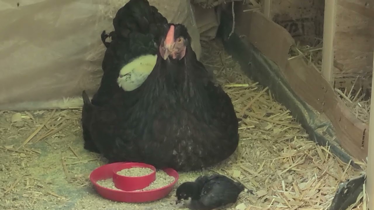 ADORABLE! Gracie's chicks go for a ride! June 26, 2025