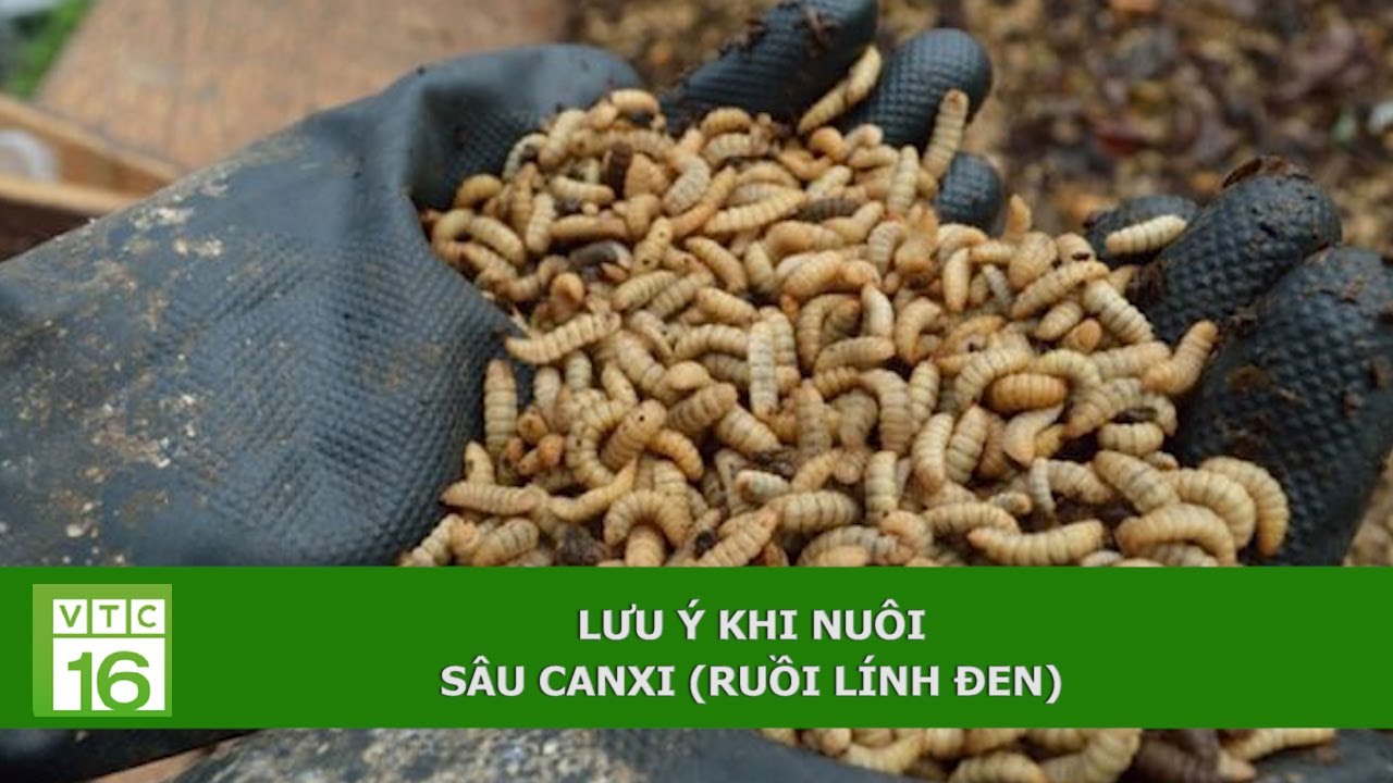 Lưu ý khi nuôi ruồi lính đen (sâu Canxi) | VTC16